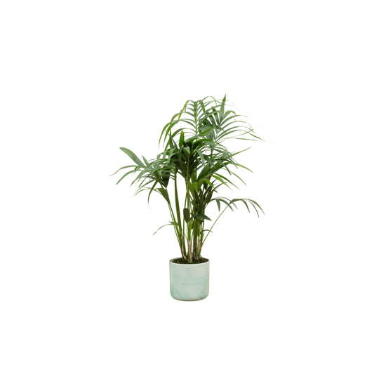 Combi deal - Kentia palm inklusive elho Ocean Round Pazifikgrün Ø22 – 130 cm - Botanic-Vibes