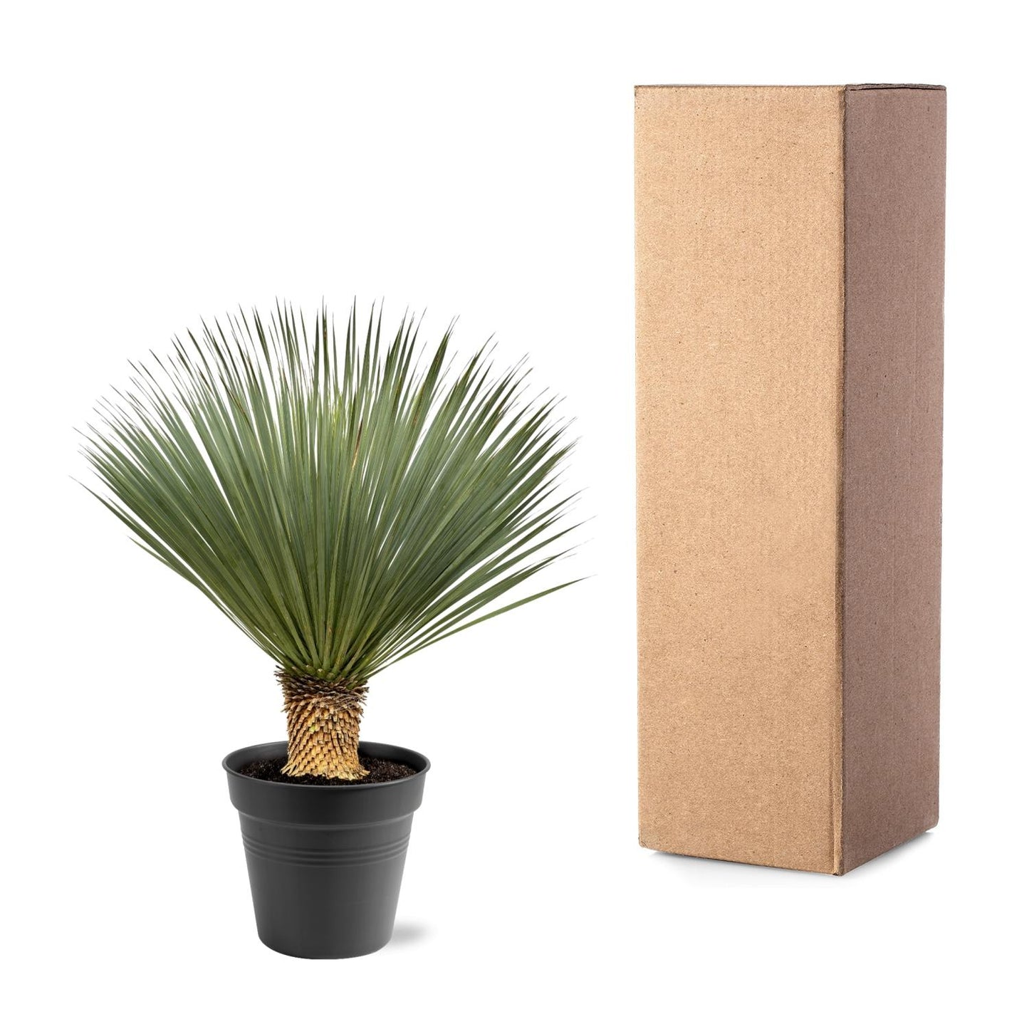 Yucca Rostrata – 100–120 cm – Ø40
