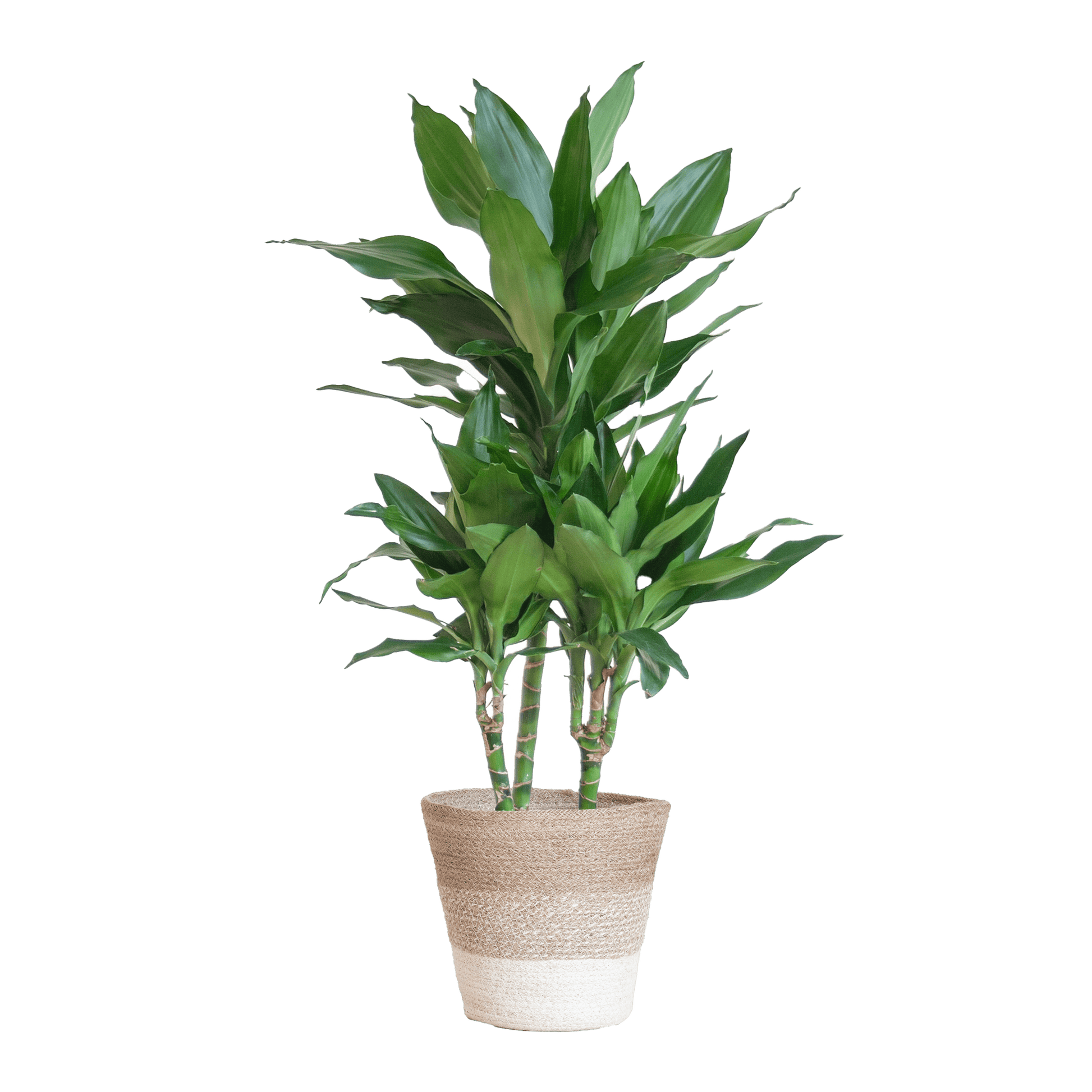 Dracaena  Janet Lindt mit Pflanzkorb Lissabon weiß  - 95cm - Ø21 - Botanic-Vibes