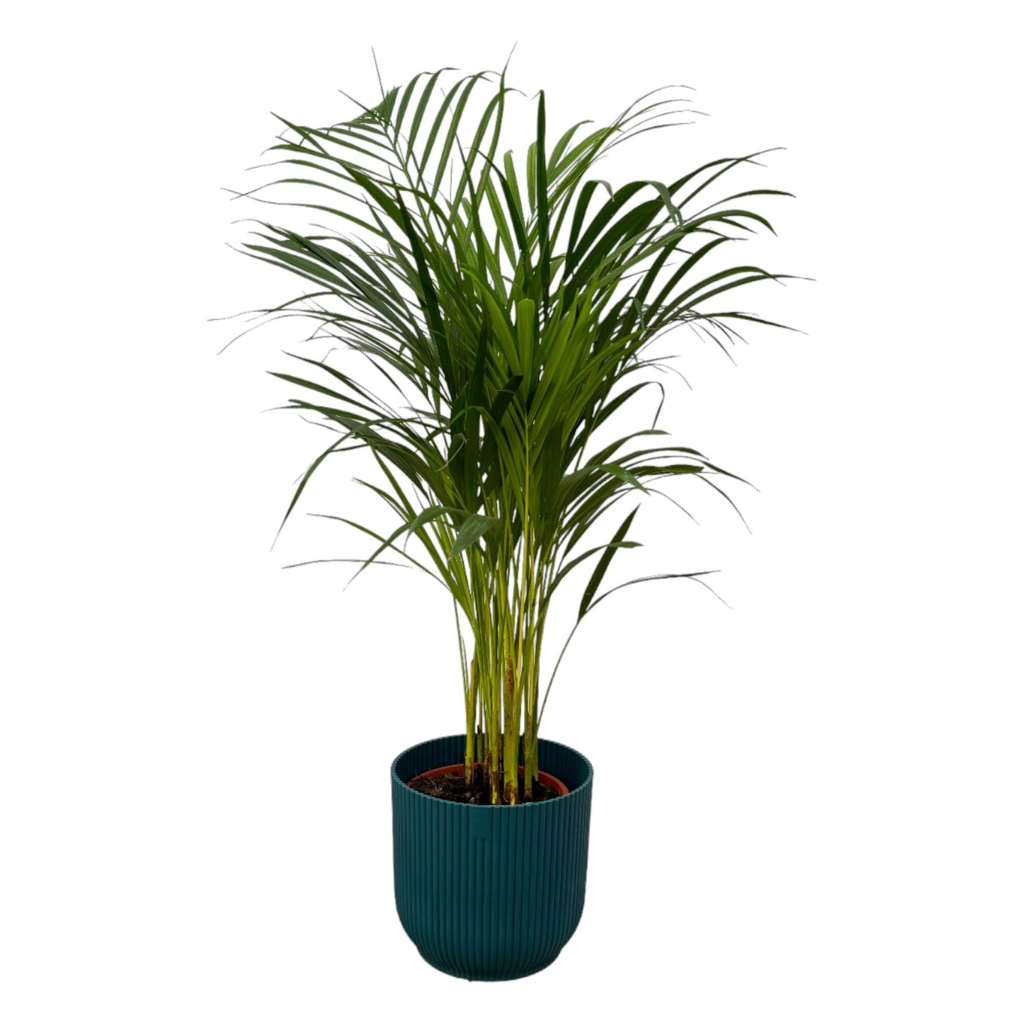 Areca-Palme – 85 cm – Ø19 inklusive elho Vibes Fold Round Blau D22×H20