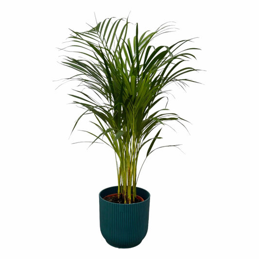 Areca-Palme – 85 cm – Ø19 inklusive elho Vibes Fold Round Blau D22×H20 - Botanic-Vibes