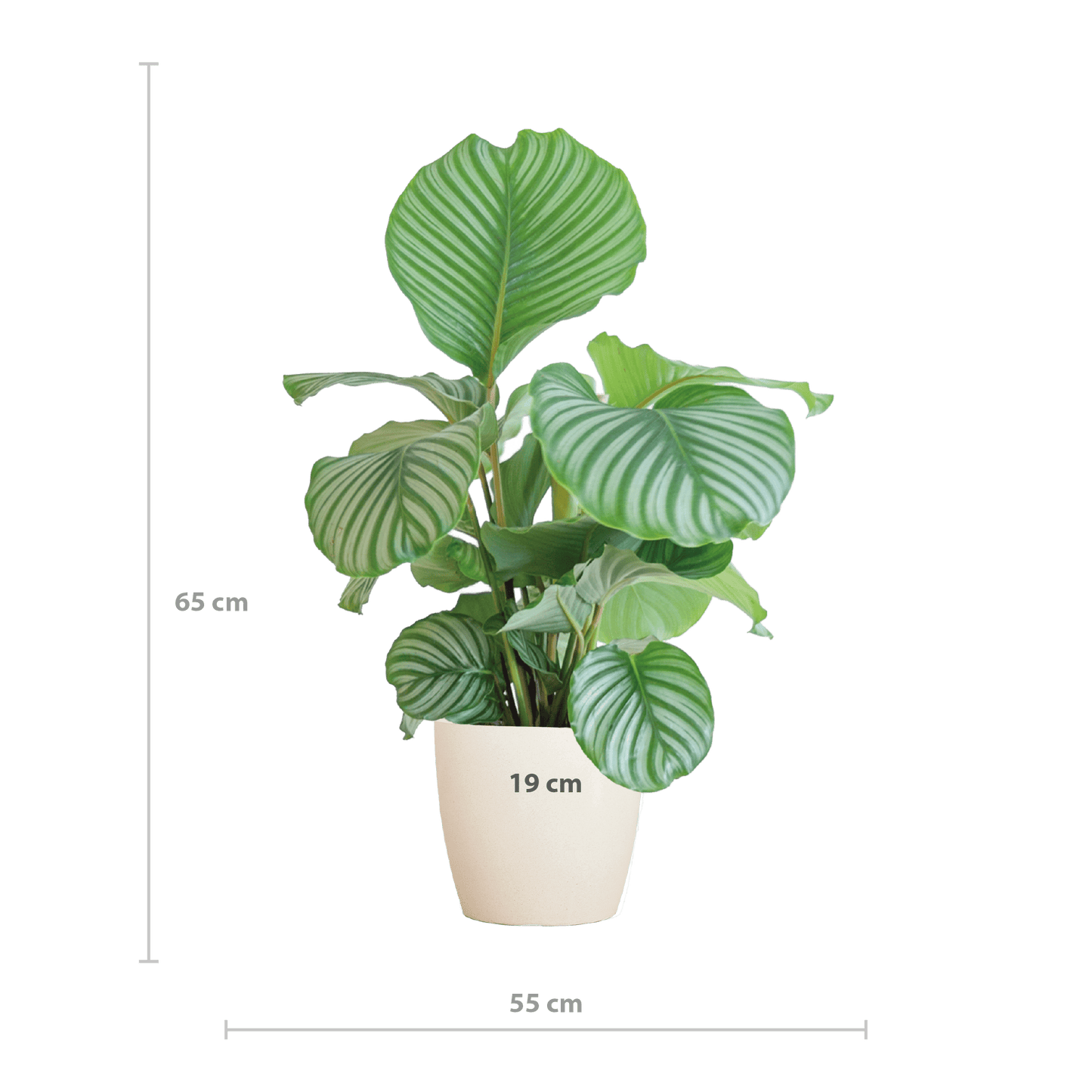 Calathea Orbifolia  mit Viber Weiß  - 65cm - Ø21 - Botanic-Vibes
