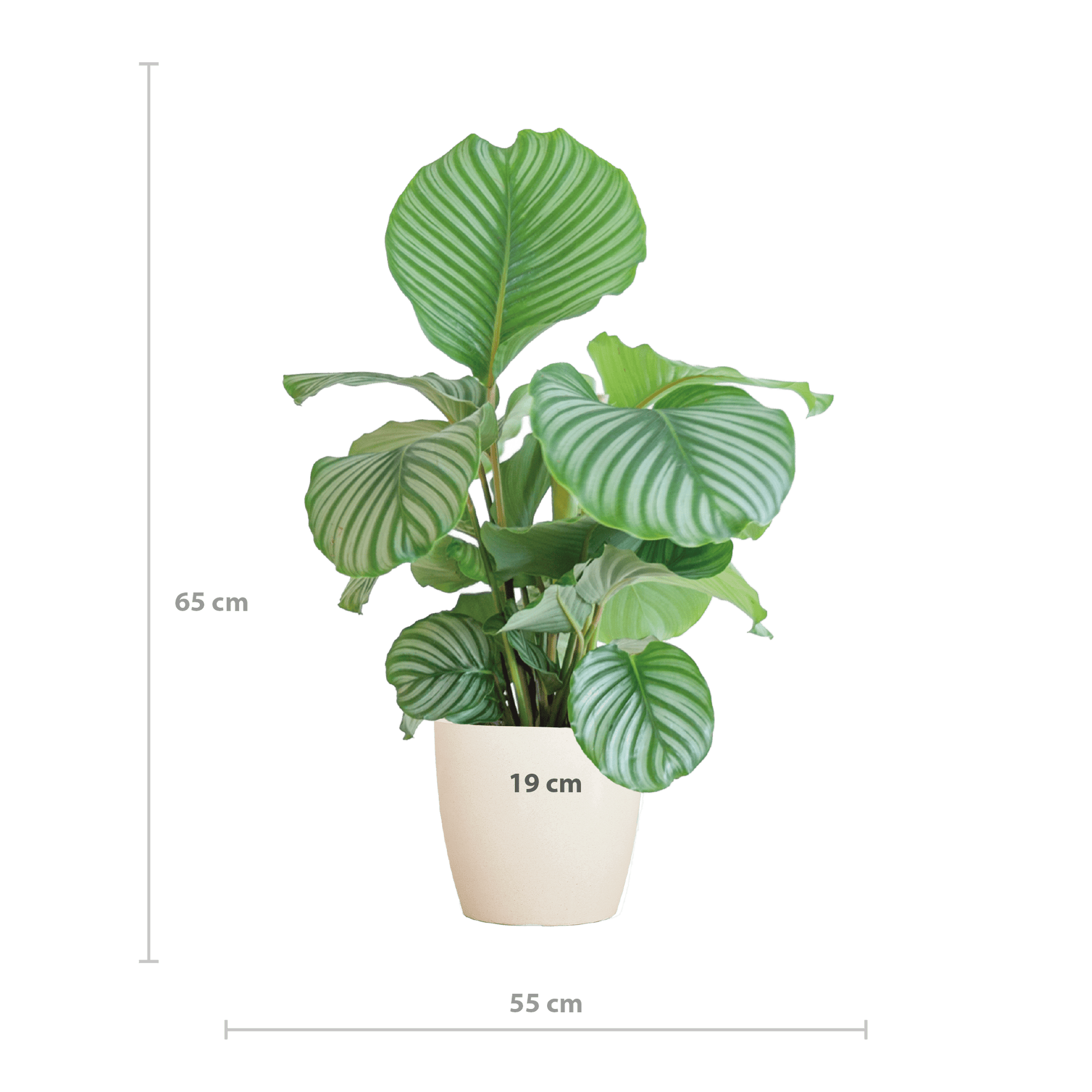 Calathea Orbifolia  mit Viber Weiß  - 65cm - Ø21 - Botanic-Vibes
