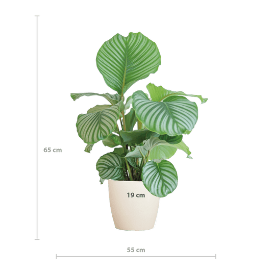 Calathea Orbifolia  mit Viber Weiß  - 65cm - Ø21 - Botanic-Vibes