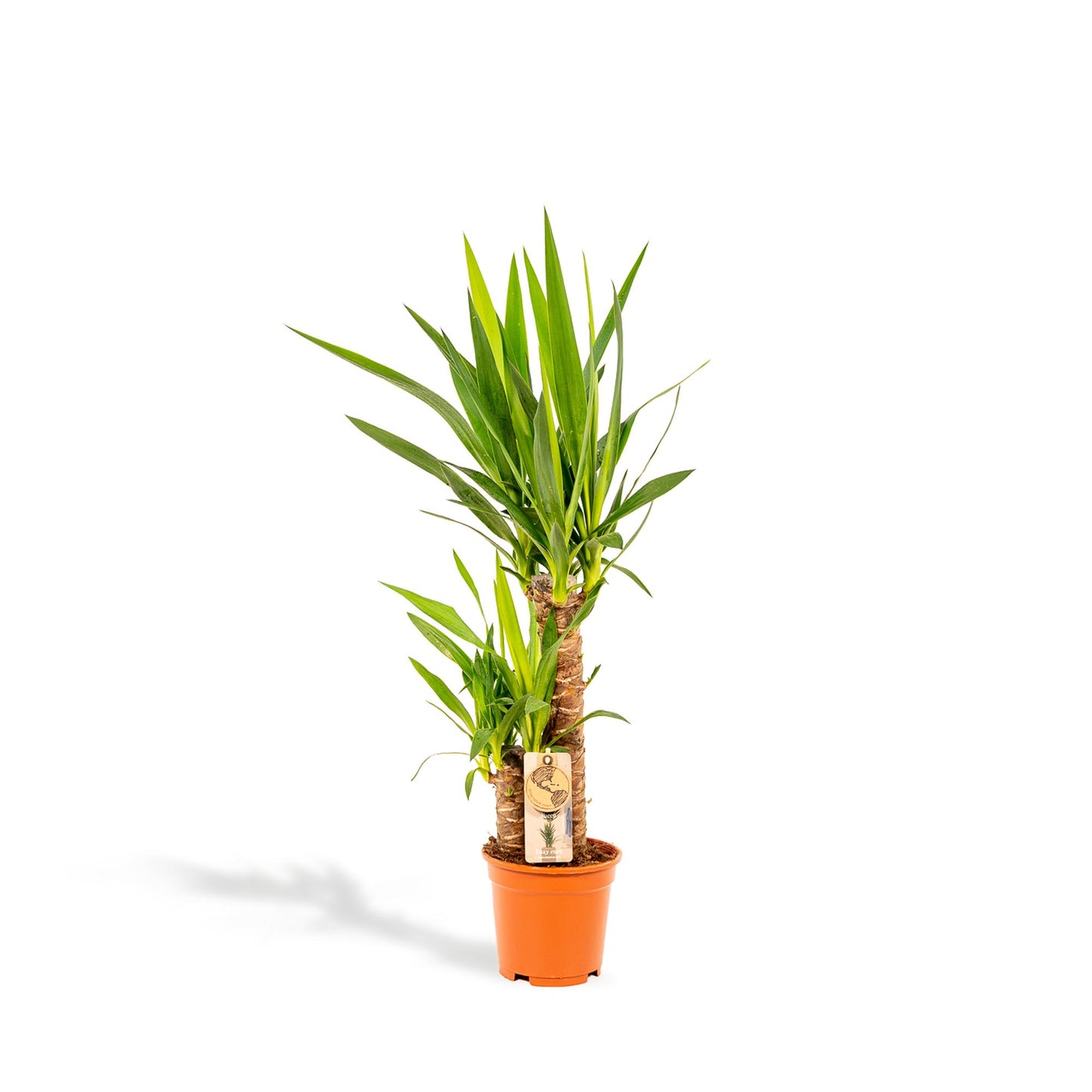 Yucca – Ø17cm – 90cm