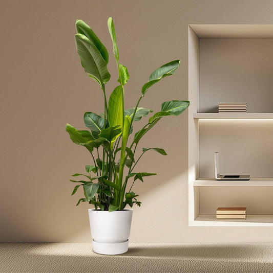 Strelitzia nicolai de luxe XXL – 250cm – Ø40 - Botanic-Vibes