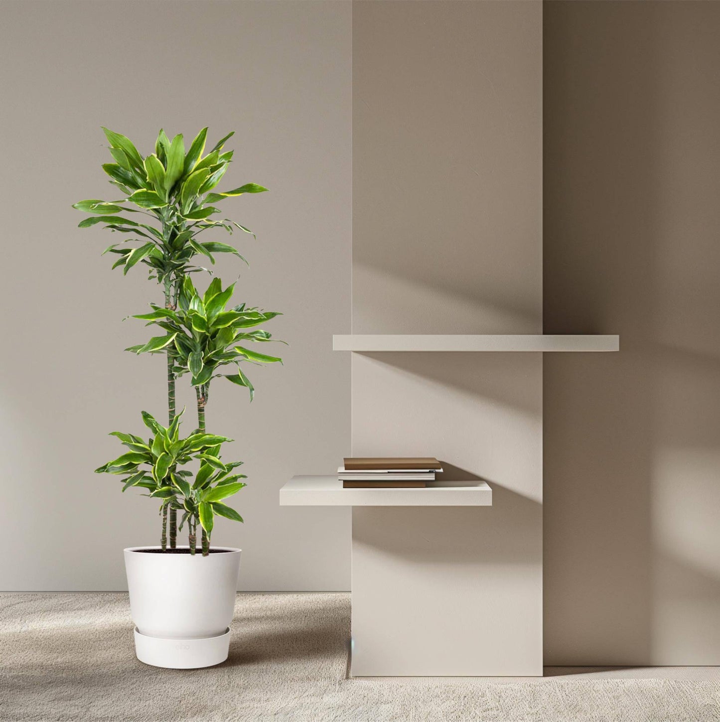 Dracaena golden coast – 140 cm – ø27 - Botanic-Vibes