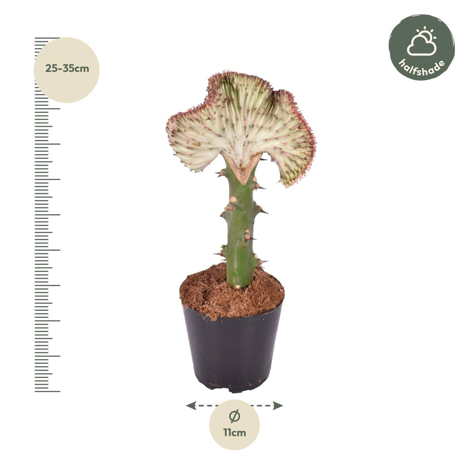 Euphorbia lactea cristata rot – 30 cm – Ø10,5 - Botanic-Vibes
