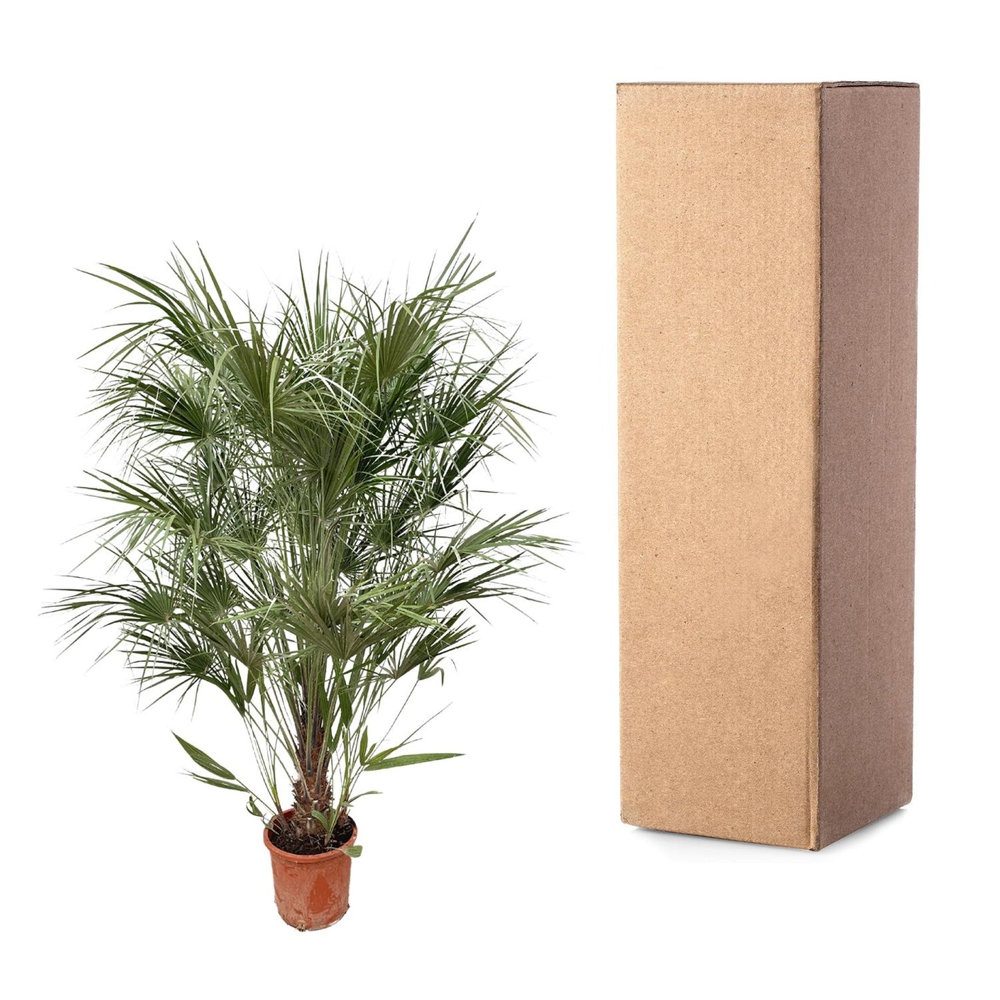Chamaerops humilis Busch – 170 cm – Ø30