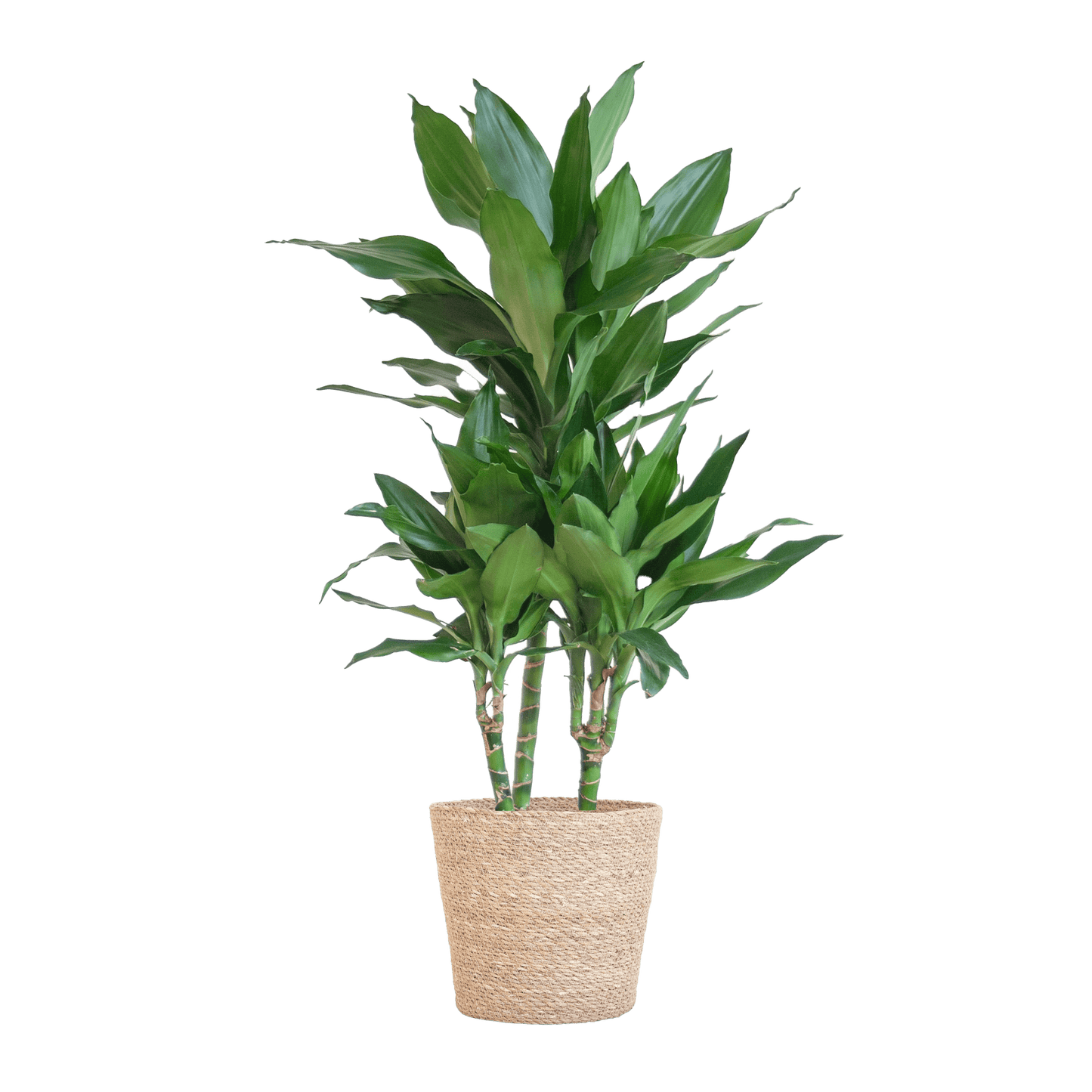 Dracaena  Janet Lindt mit Sofia-Korb natur - 95cm - Ø21 - Botanic-Vibes