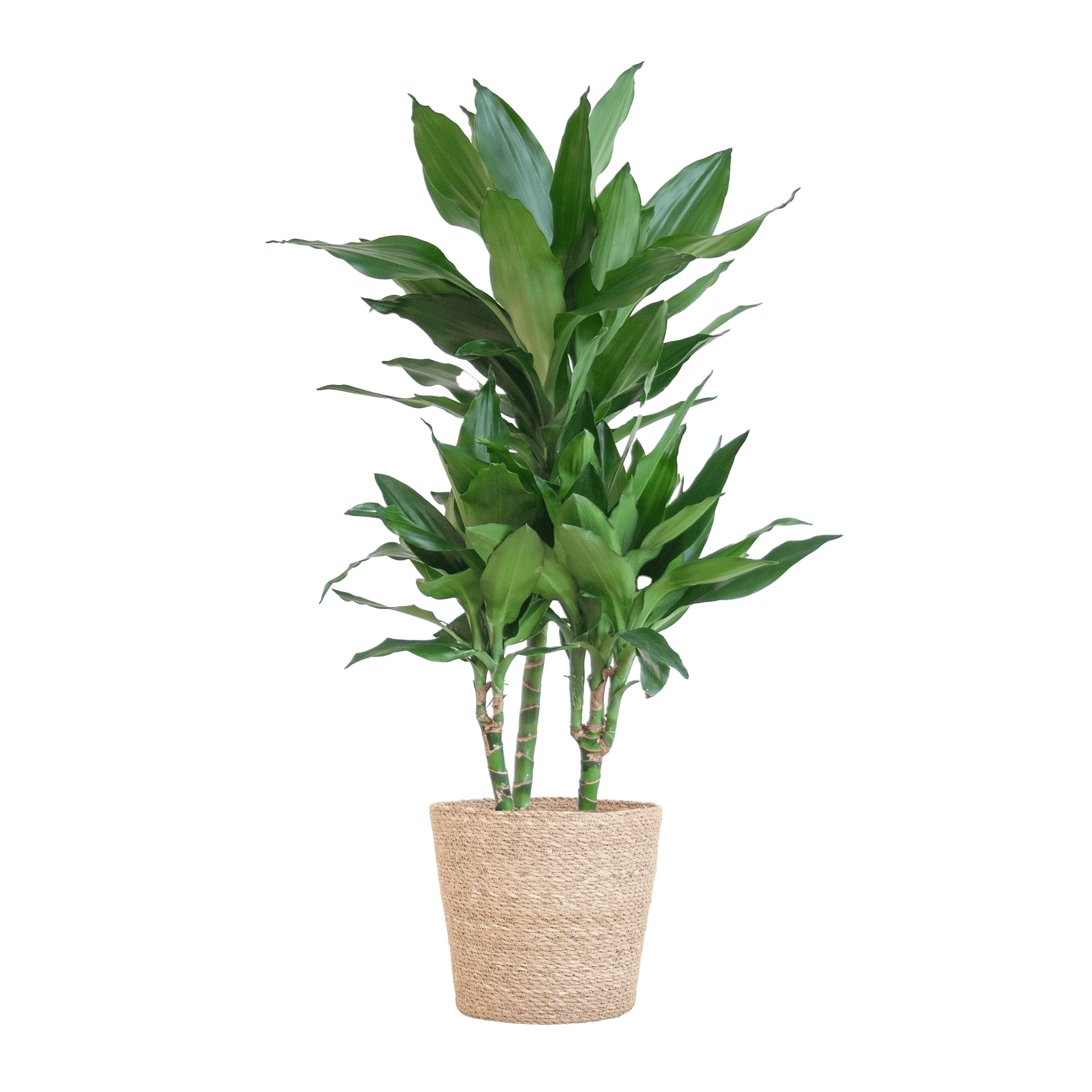 Dracaena  Janet Lindt mit Sofia-Korb natur - 95cm - Ø21 - Botanic-Vibes