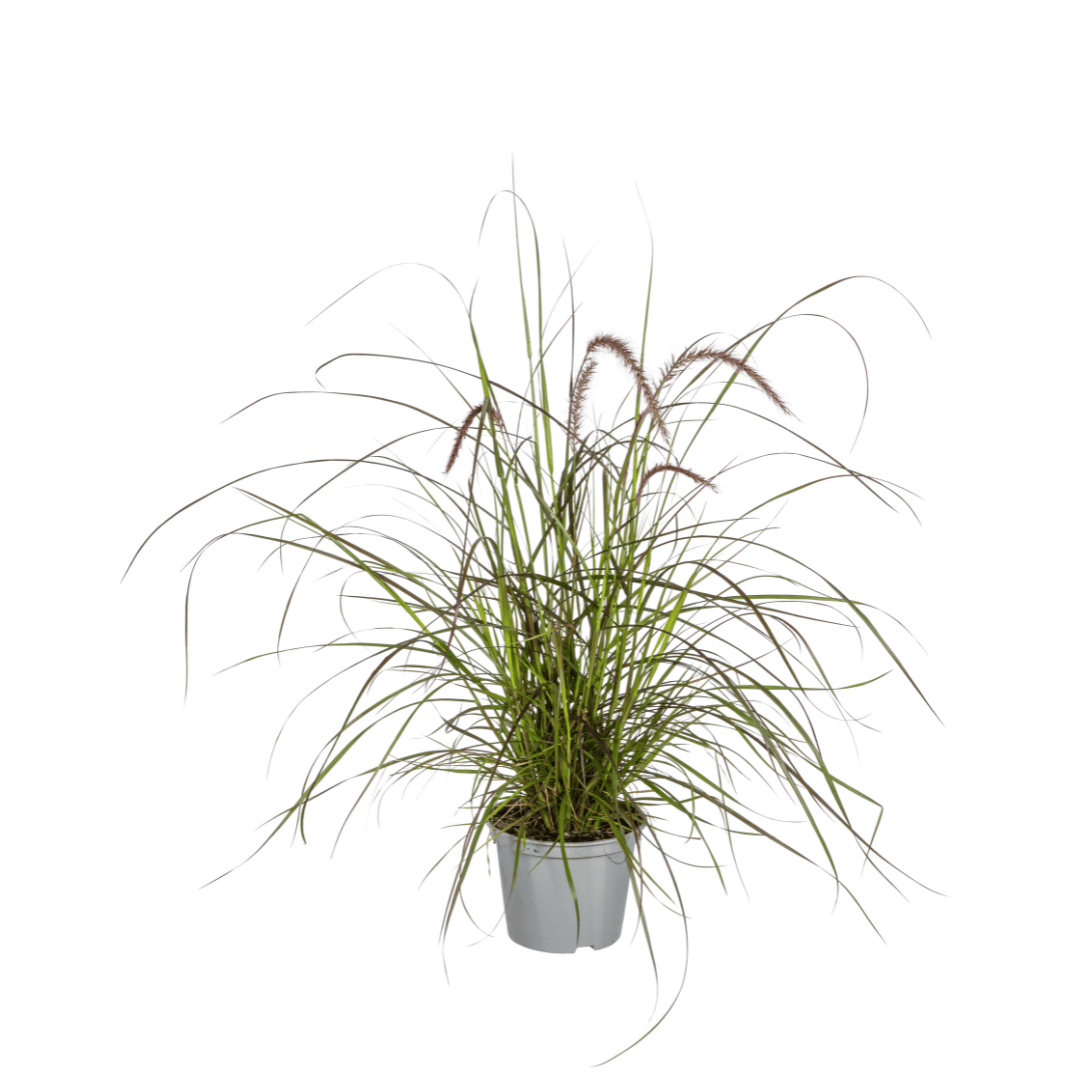 4x Pennisetum x advena Rubrum Ø13cm - ↕50 - 60cm - Botanic-Vibes