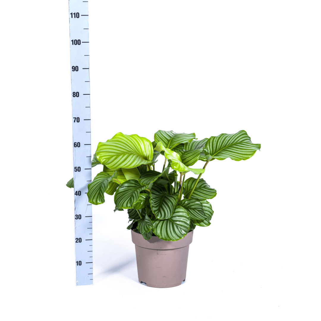 Calathea Orbifolia Ø27cm - ↕70 - 90cm - Botanic-Vibes