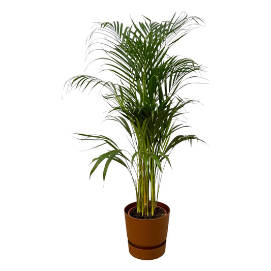 Areca-Palme – 110 cm – Ø21 inklusive elho Greenville Round Braun D24×H23 - Botanic-Vibes