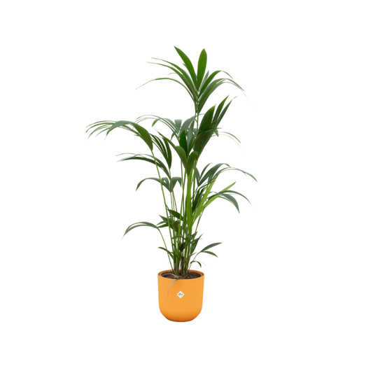 Combi deal - Kentia palm inklusive elho Jazz Round Gelb Ø26 – 160 cm - Botanic-Vibes
