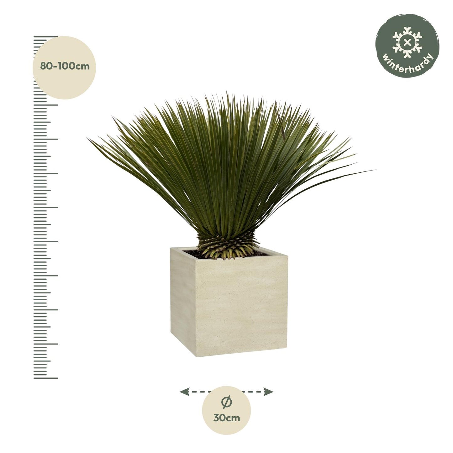 Yucca Rostrata – 75cm – Ø30