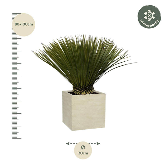 Yucca Rostrata – 75cm – Ø30 - Botanic-Vibes