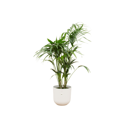 Combi deal - Kentia palm inklusive elho Jazz Round Weiß Ø26 – 130 cm - Botanic-Vibes