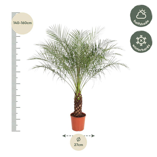 Phoenix roebelenii – 160 cm – Ø27 - Botanic-Vibes