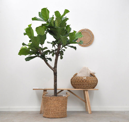 Korb „Jack“ – 30 × 27 - Botanic-Vibes