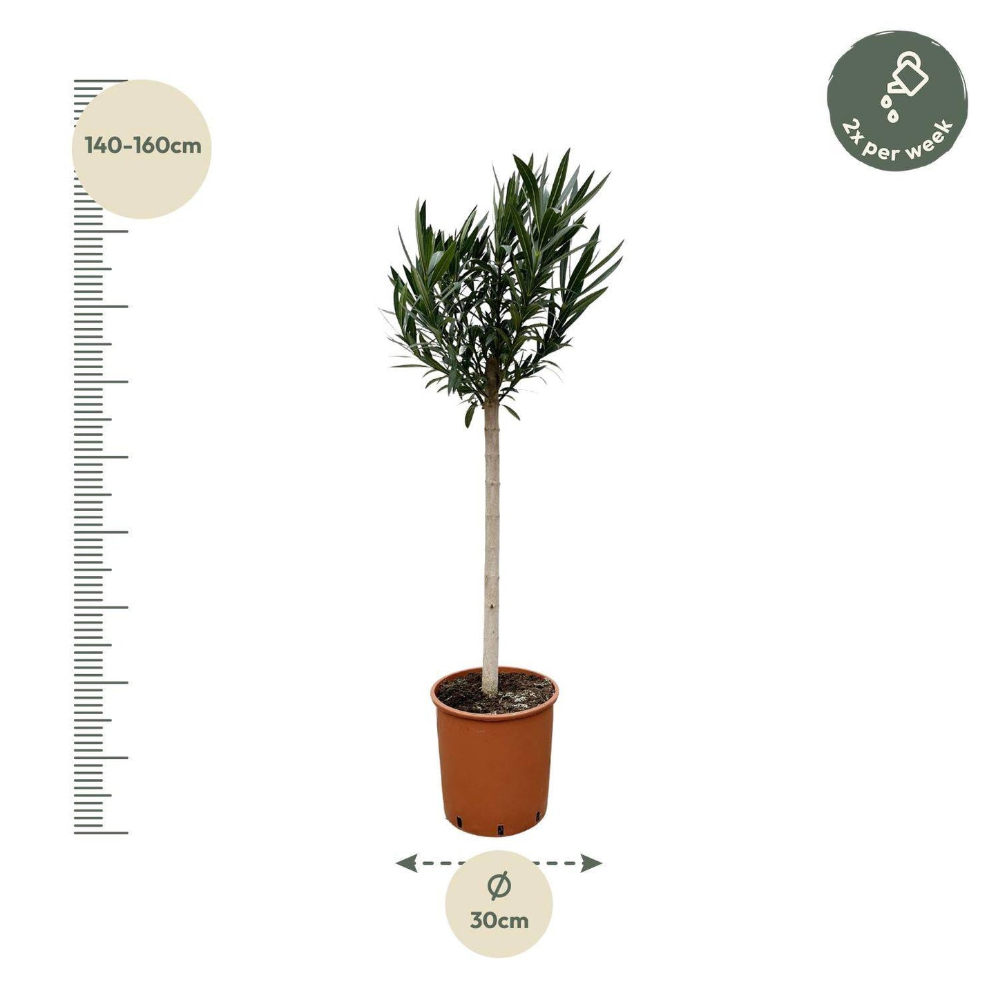 Nerium oleander auf Stamm mit weißer Blüte – 170 cm – Ø30 - Botanic-Vibes