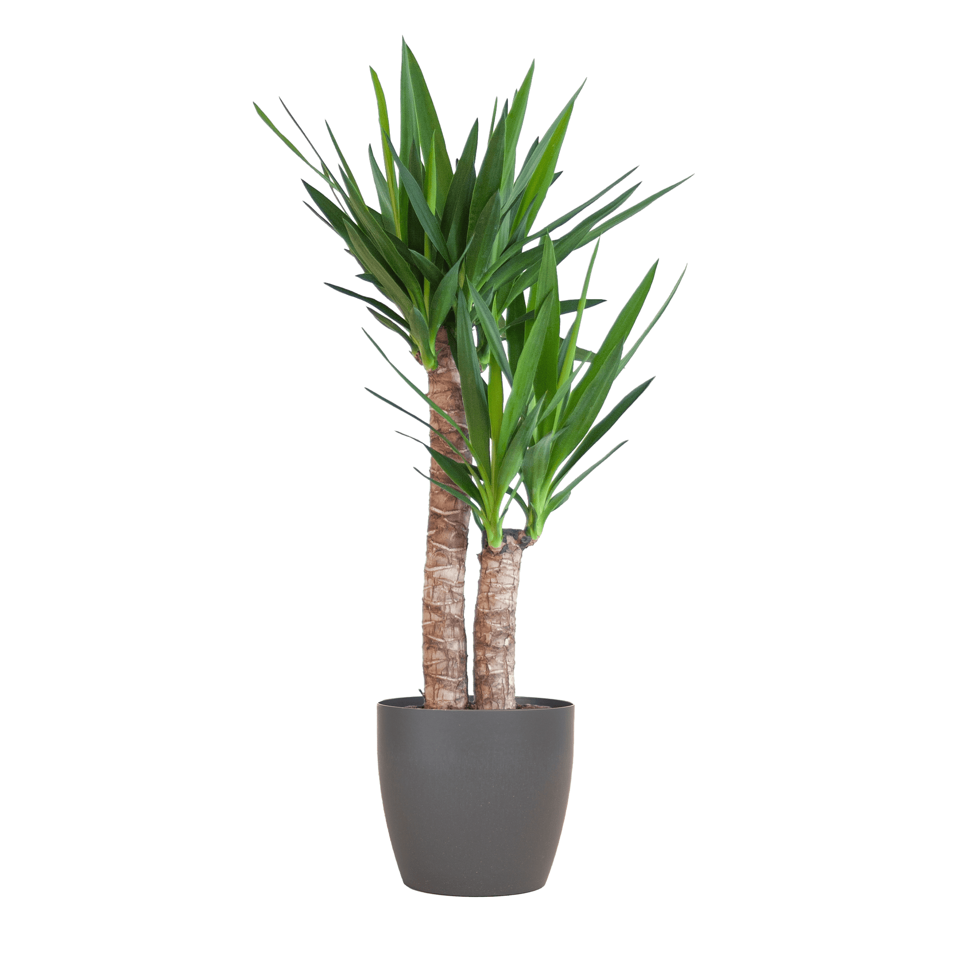 Yucca Elephantipes mit Viber Schwarz - 90cm - Ø21 - Botanic-Vibes
