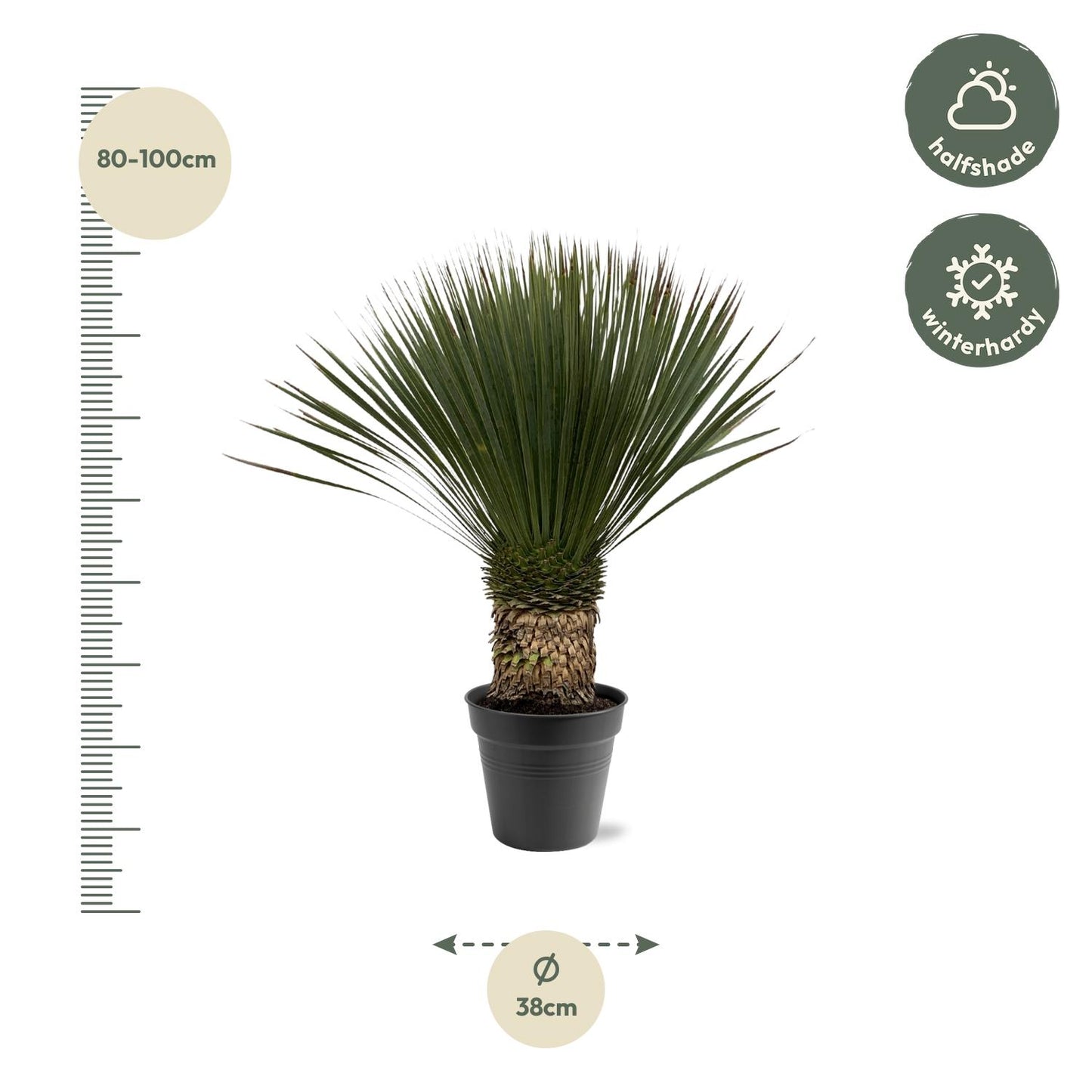 Yucca Rostrata – 80–100cm – Ø38