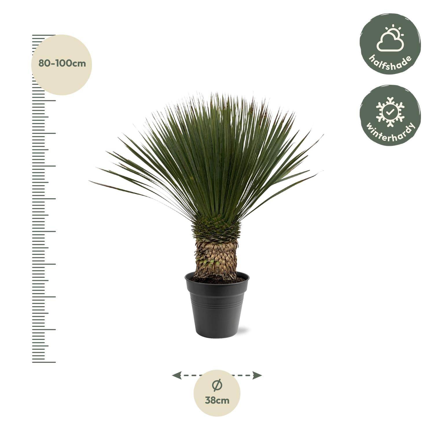 Yucca Rostrata – 80–100cm – Ø38 - Botanic-Vibes
