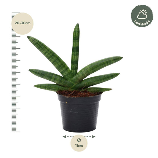 Sansevieria skyline – 25 cm – Ø10,5 - Botanic-Vibes