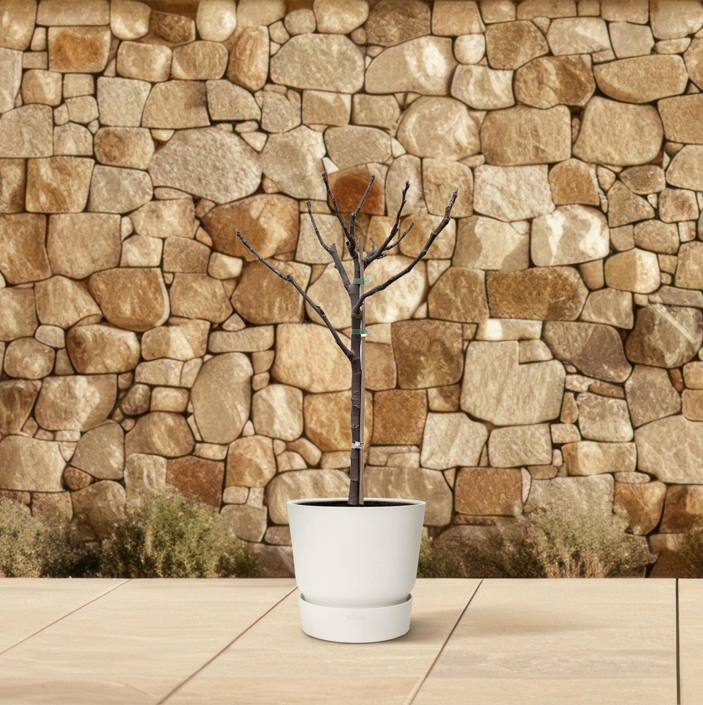 Ficus carica auf Stamm – 100 cm – Ø20 - Botanic-Vibes