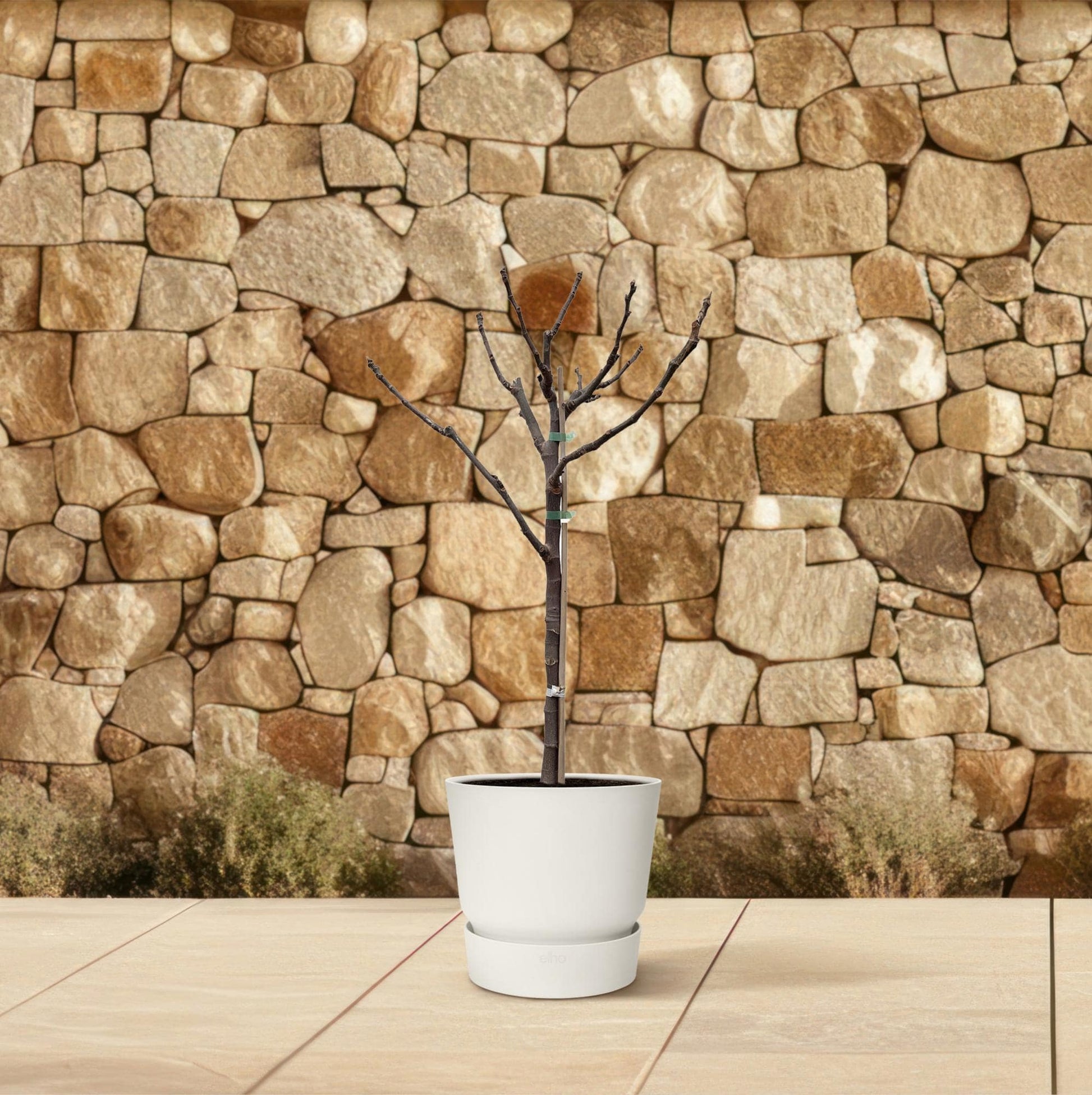 Ficus carica auf Stamm – 100 cm – Ø20 - Botanic-Vibes