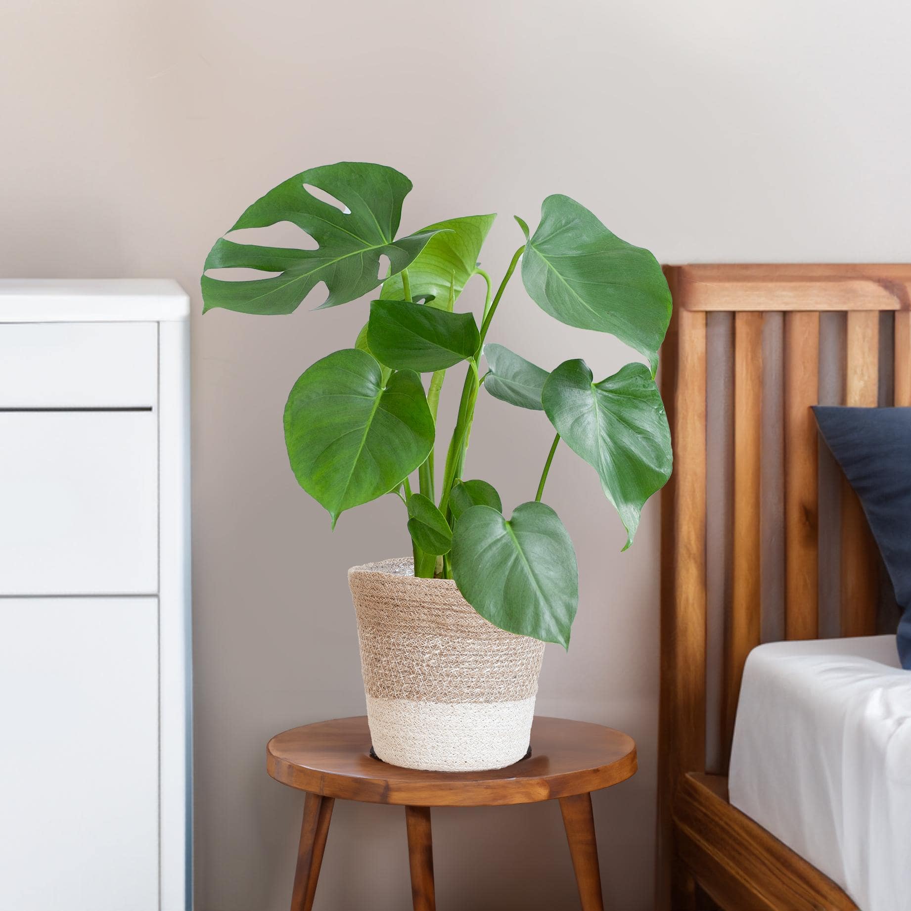 Monstera Deliciosa mit Lissabon Korb weiß- 50cm - Ø17 - Botanic-Vibes