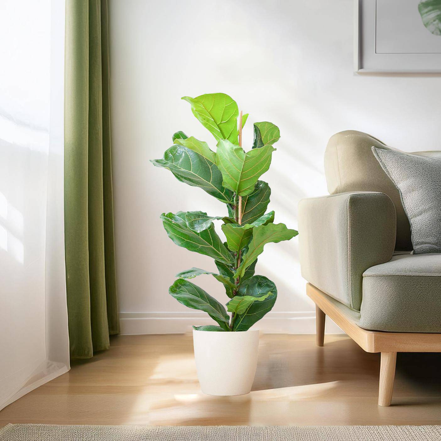 Ficus Lyrata mit Viber-Topf weiß – 80 cm – Ø21 - Botanic-Vibes