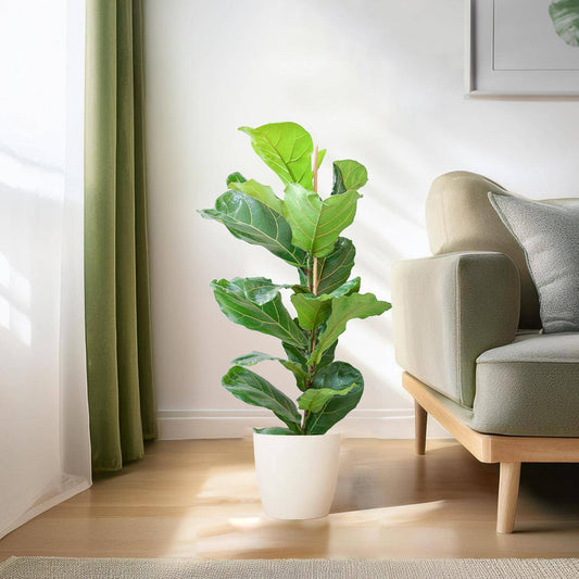 Ficus Lyrata mit Viber-Topf weiß – 80 cm – Ø21 - Botanic-Vibes