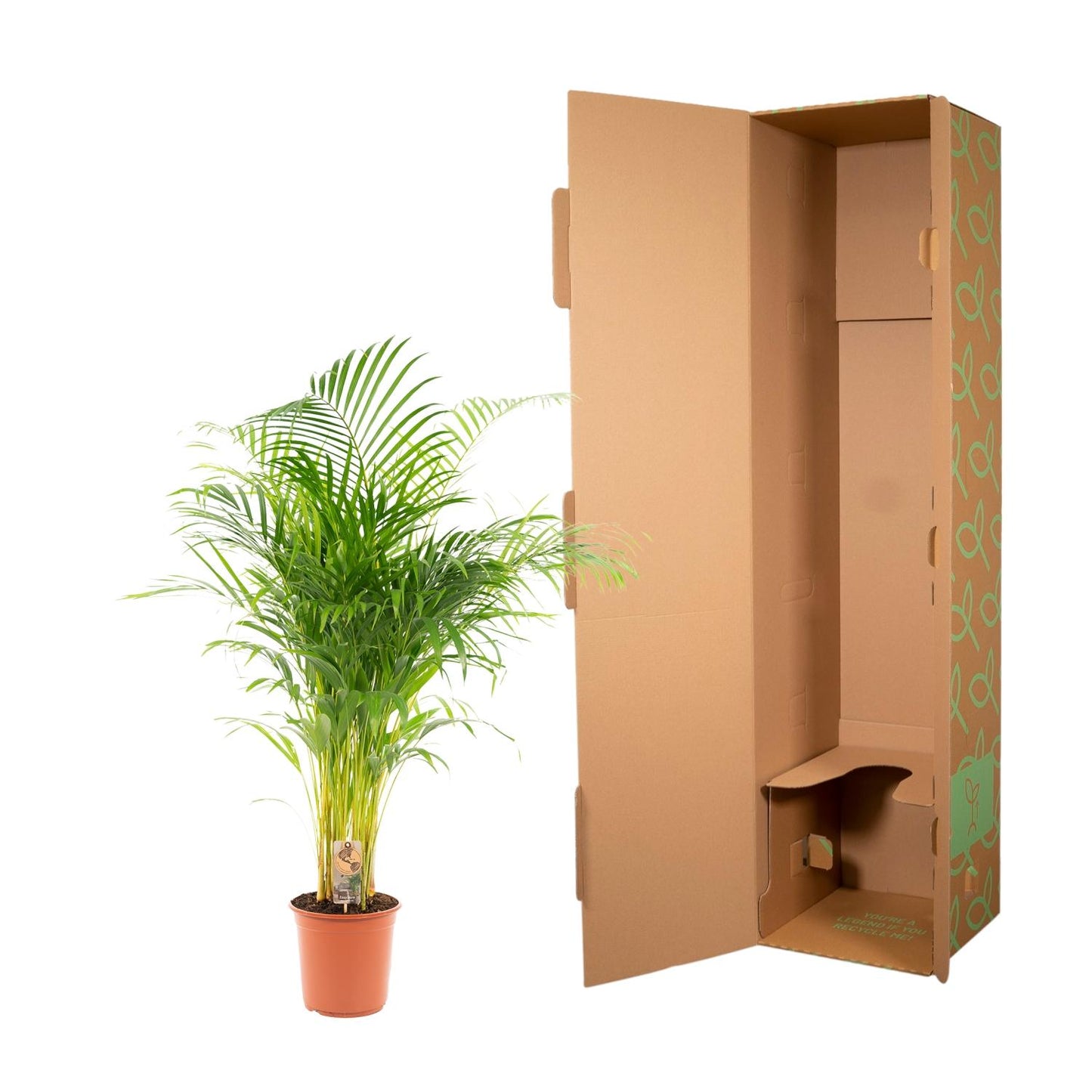 Areca-Palme – Ø21 cm – 130 cm