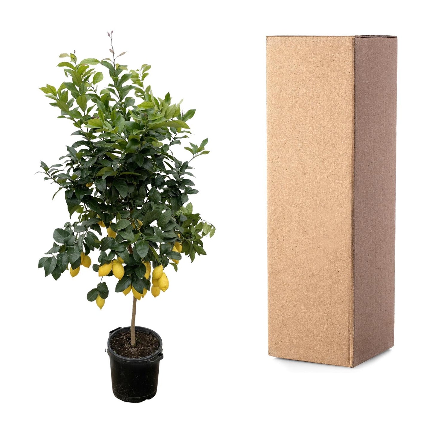 Citrus Lemon – 200 cm – Ø40