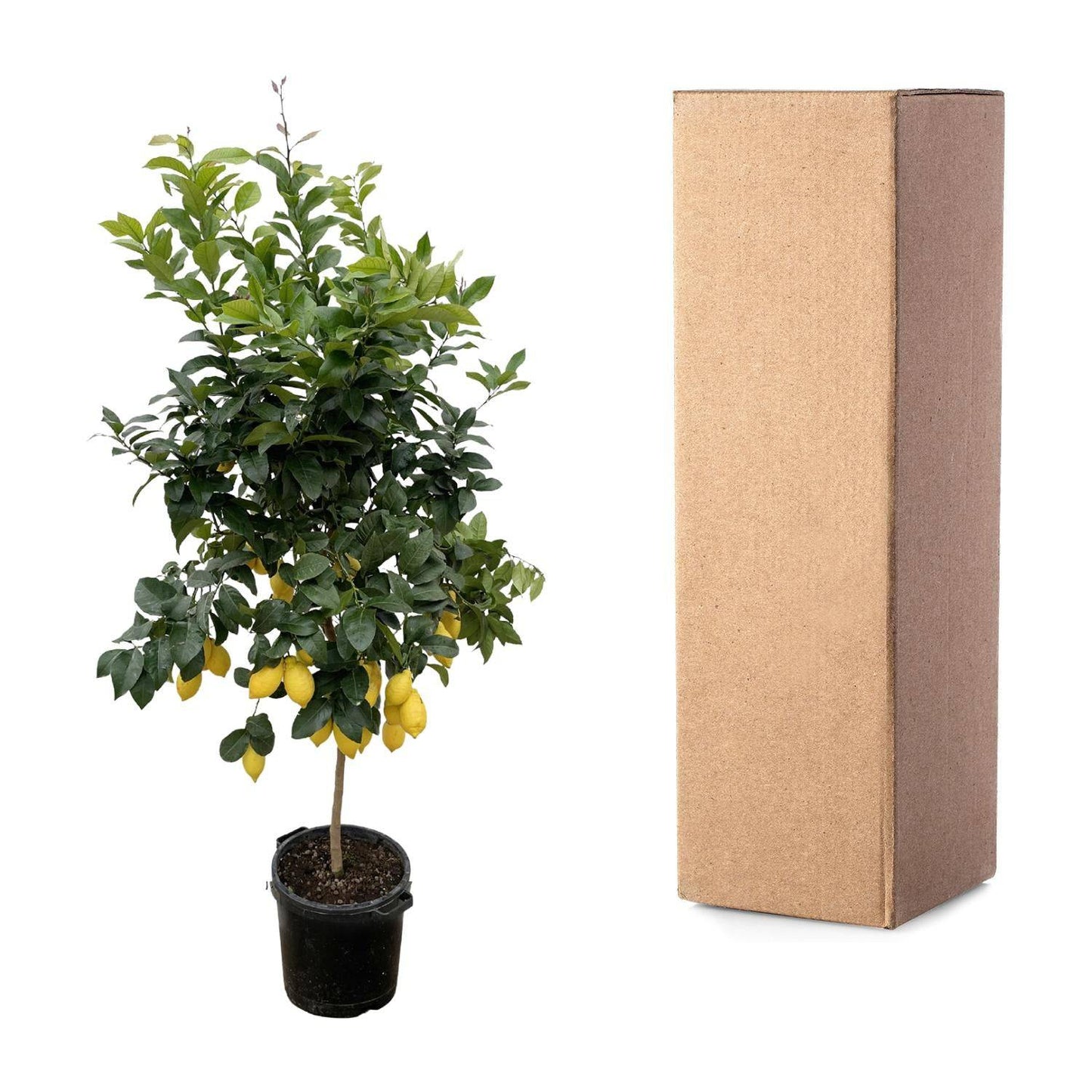 Citrus Lemon – 200 cm – Ø40 - Botanic-Vibes