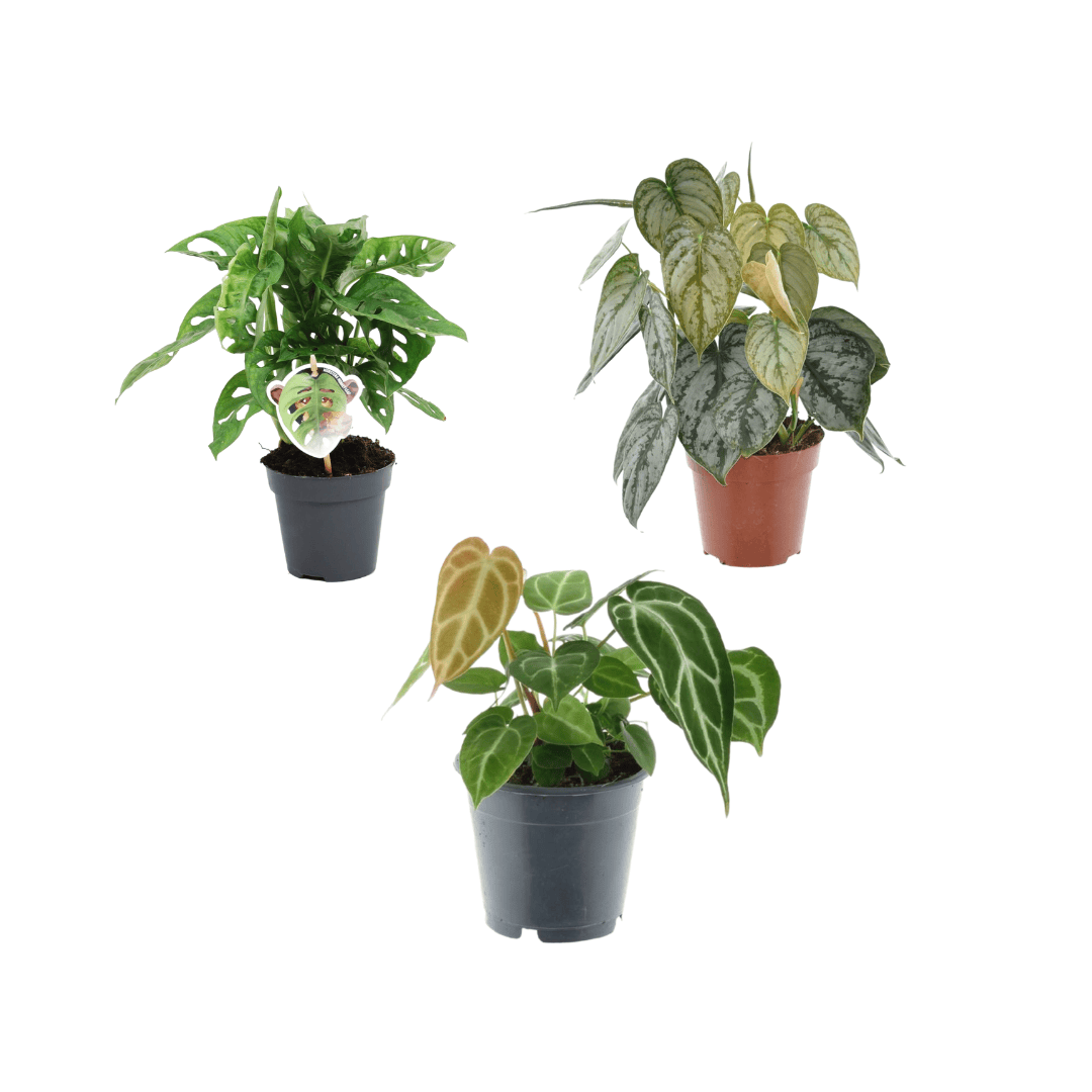 Grünes Pflanzen-Set (3er) – Monstera obliqua 'Monkey Leaf' – 25 cm – Ø12, Philodendron brandtianum – 35 cm – Ø12, Anthurium crystallinum – 35 cm – Ø12 - Botanic-Vibes