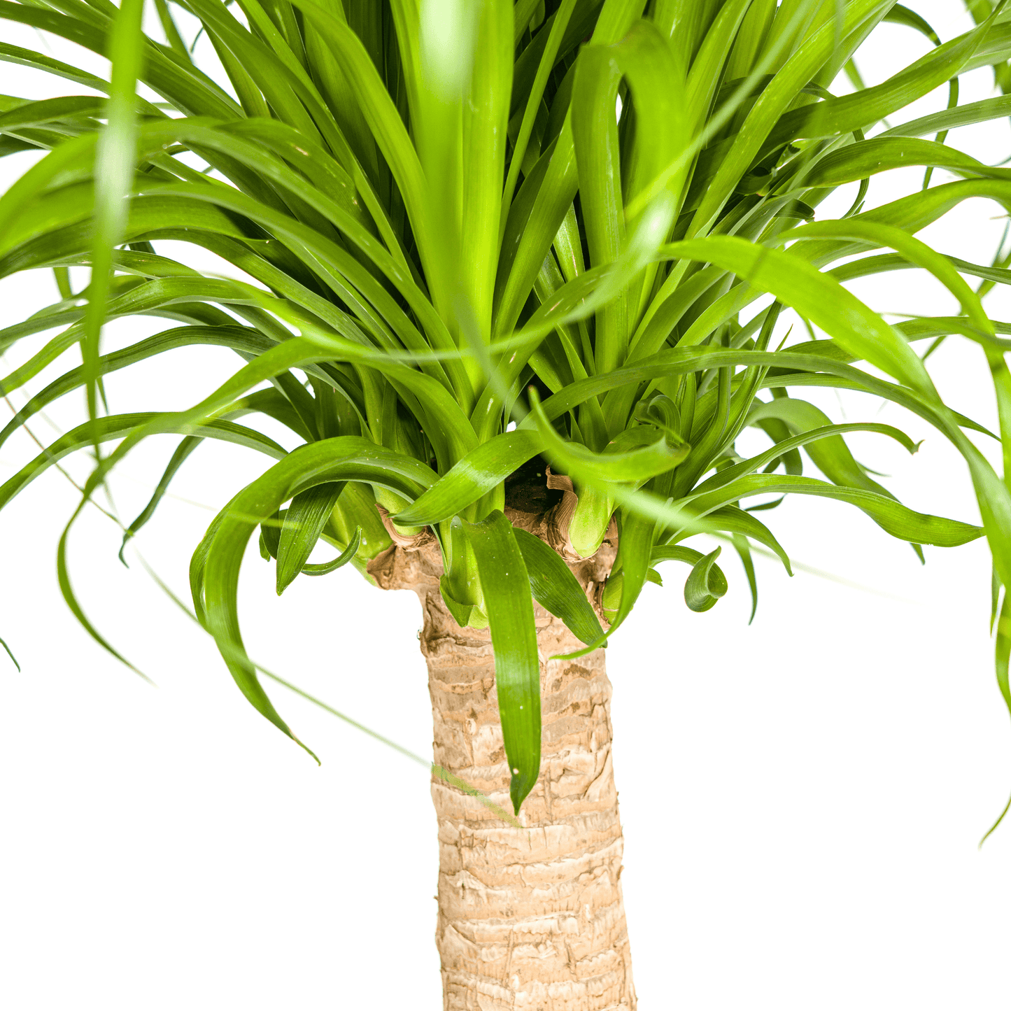 Beaucarnea Recurvata Stamm Ø21cm - ↕60 - 80cm - Botanic-Vibes