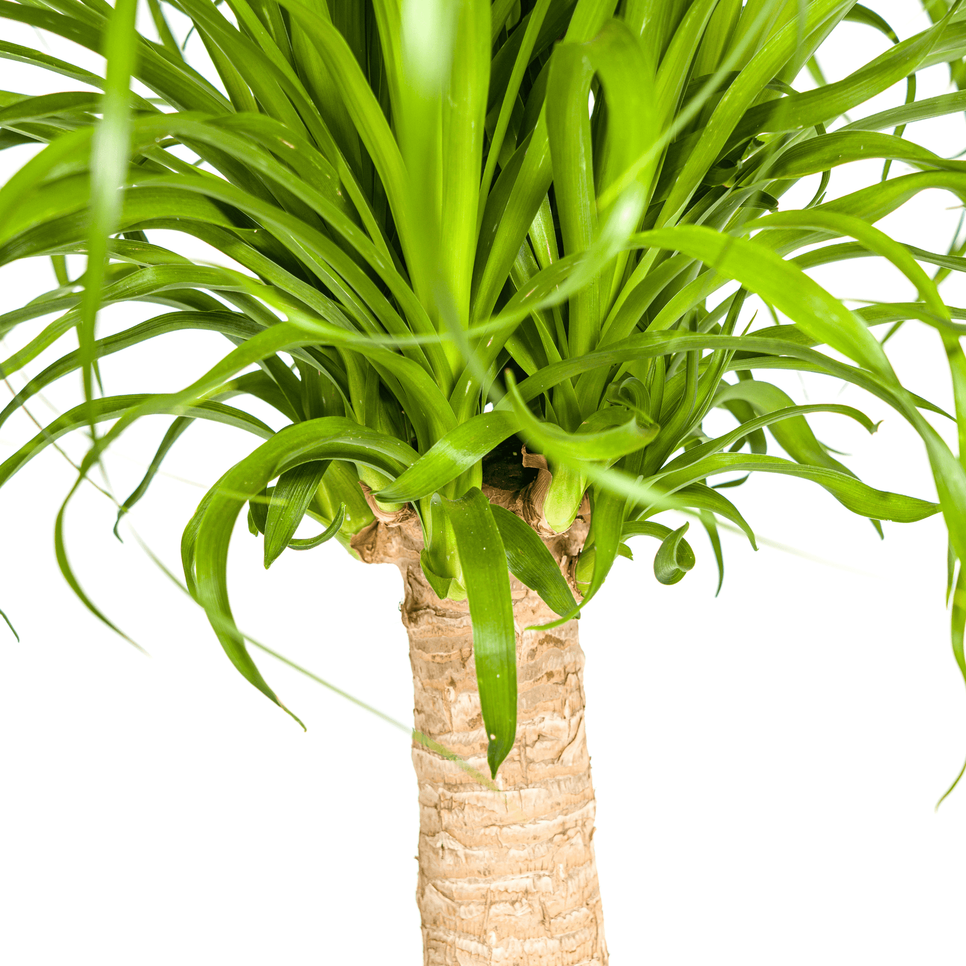 Beaucarnea Recurvata Stamm Ø21cm - ↕60 - 80cm - Botanic-Vibes
