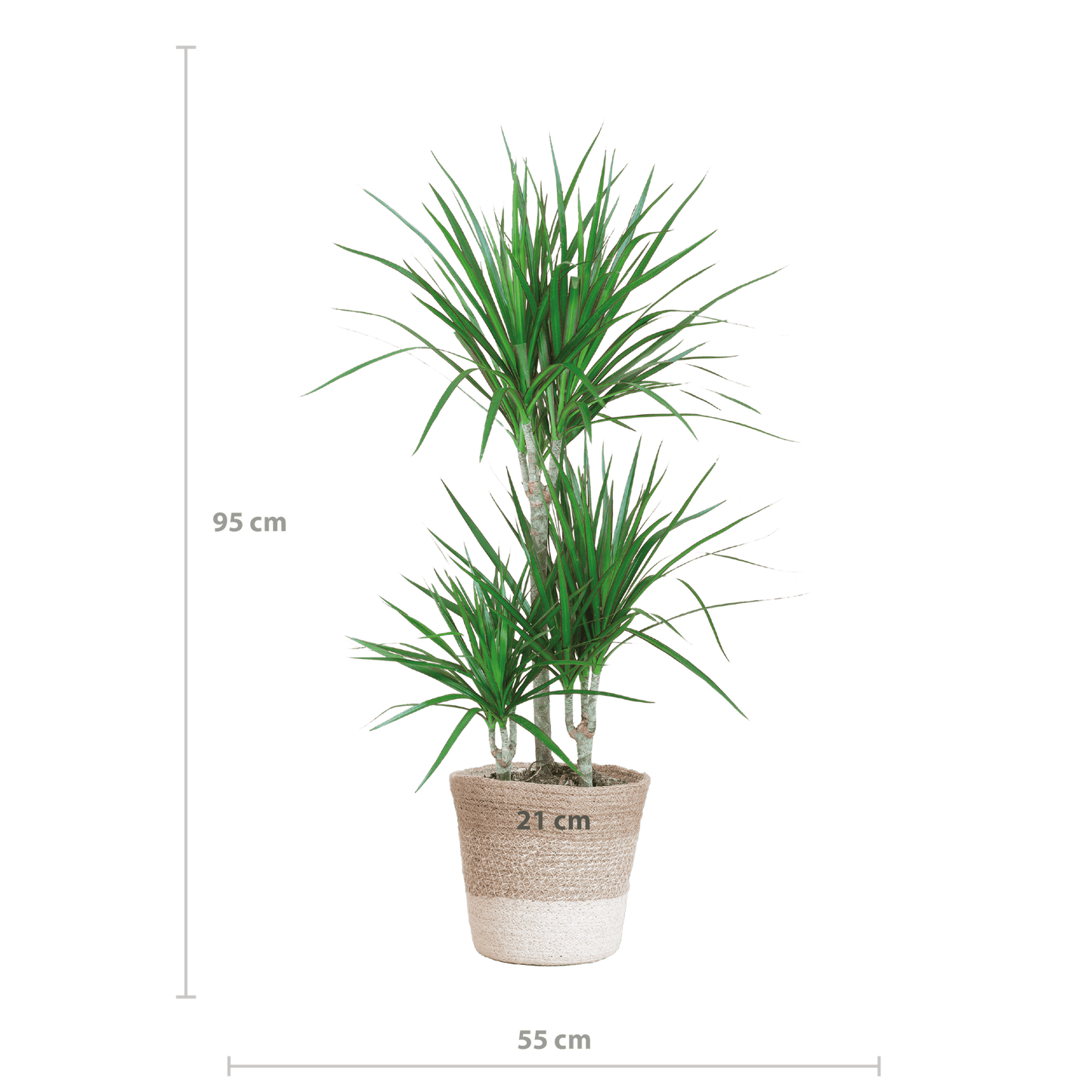 Dracaena Marginata mit weißem Lissabon-Korb - 95 cm - Ø21 - Botanic-Vibes
