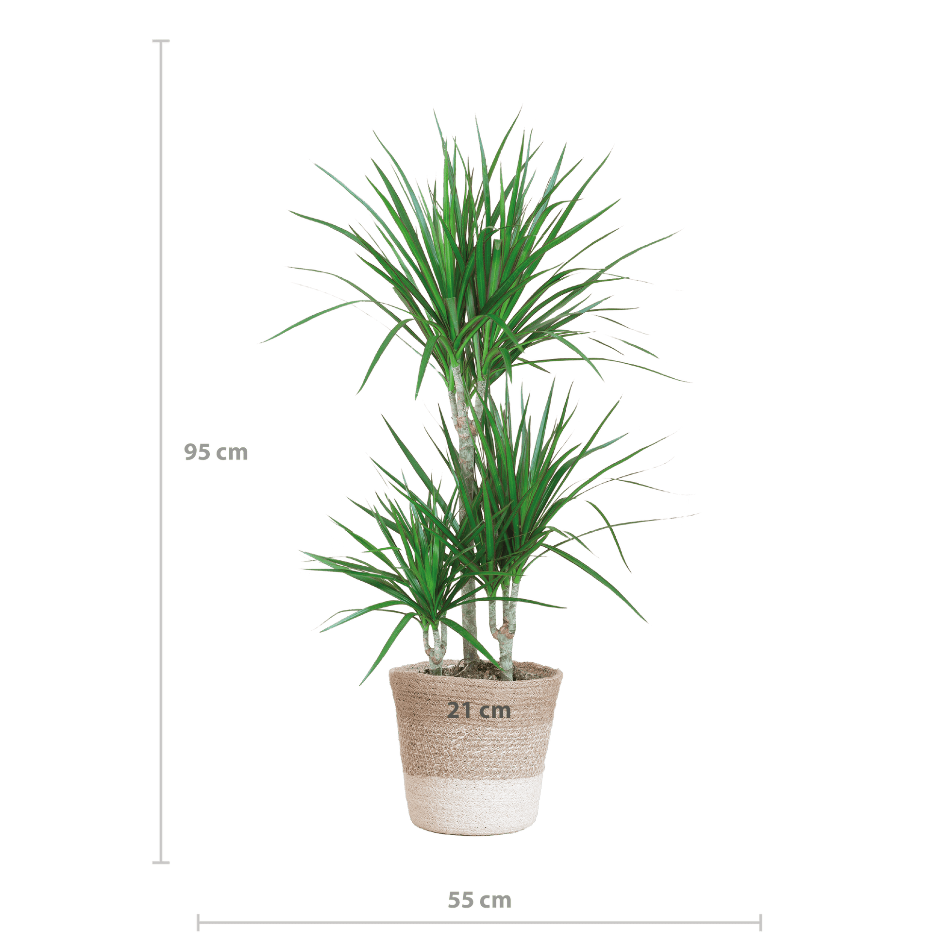 Dracaena Marginata mit weißem Lissabon-Korb - 95 cm - Ø21 - Botanic-Vibes