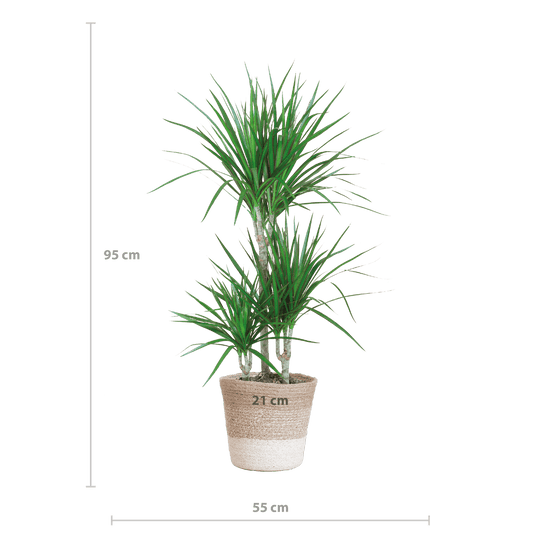 Dracaena Marginata mit weißem Lissabon-Korb - 95 cm - Ø21 - Botanic-Vibes