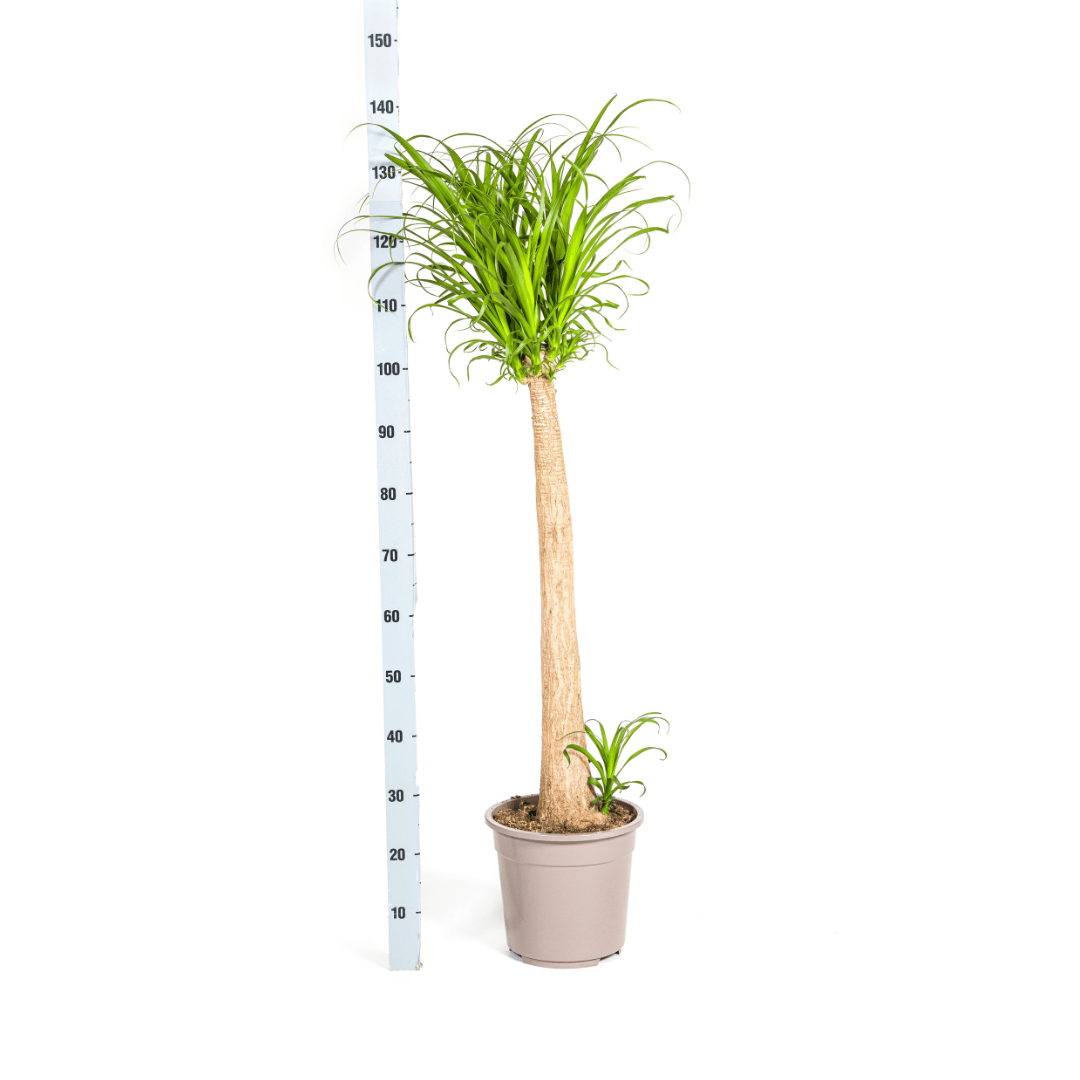 Beaucarnea Recurvata Stamm Ø27cm - ↕110 - 130cm - Botanic-Vibes