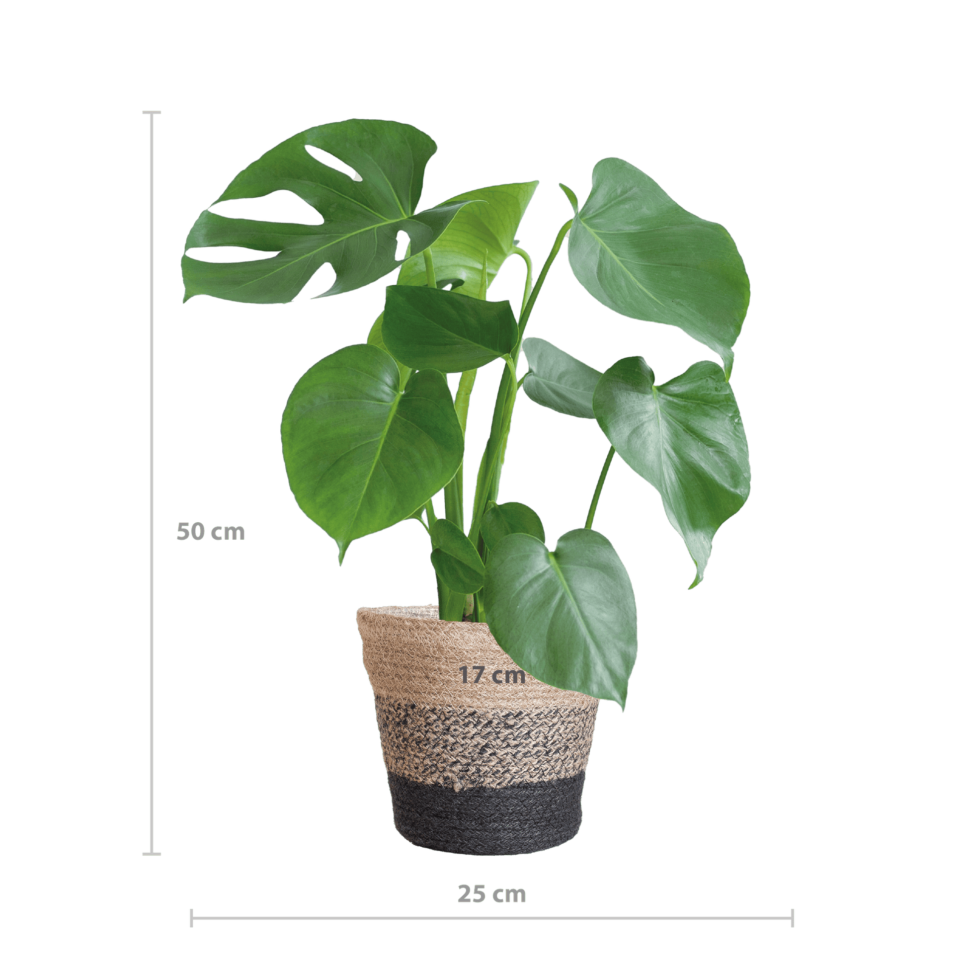 Monstera Deliciosa mit dem Lissabon-Schwarzkorb - 50cm - Ø17 - Botanic-Vibes