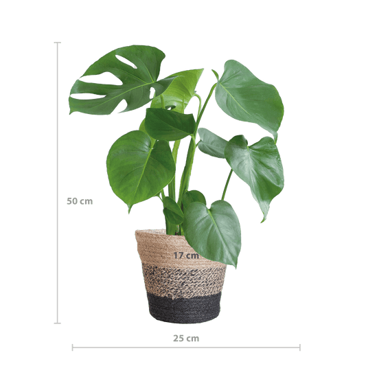 Monstera Deliciosa mit dem Lissabon-Schwarzkorb - 50cm - Ø17 - Botanic-Vibes