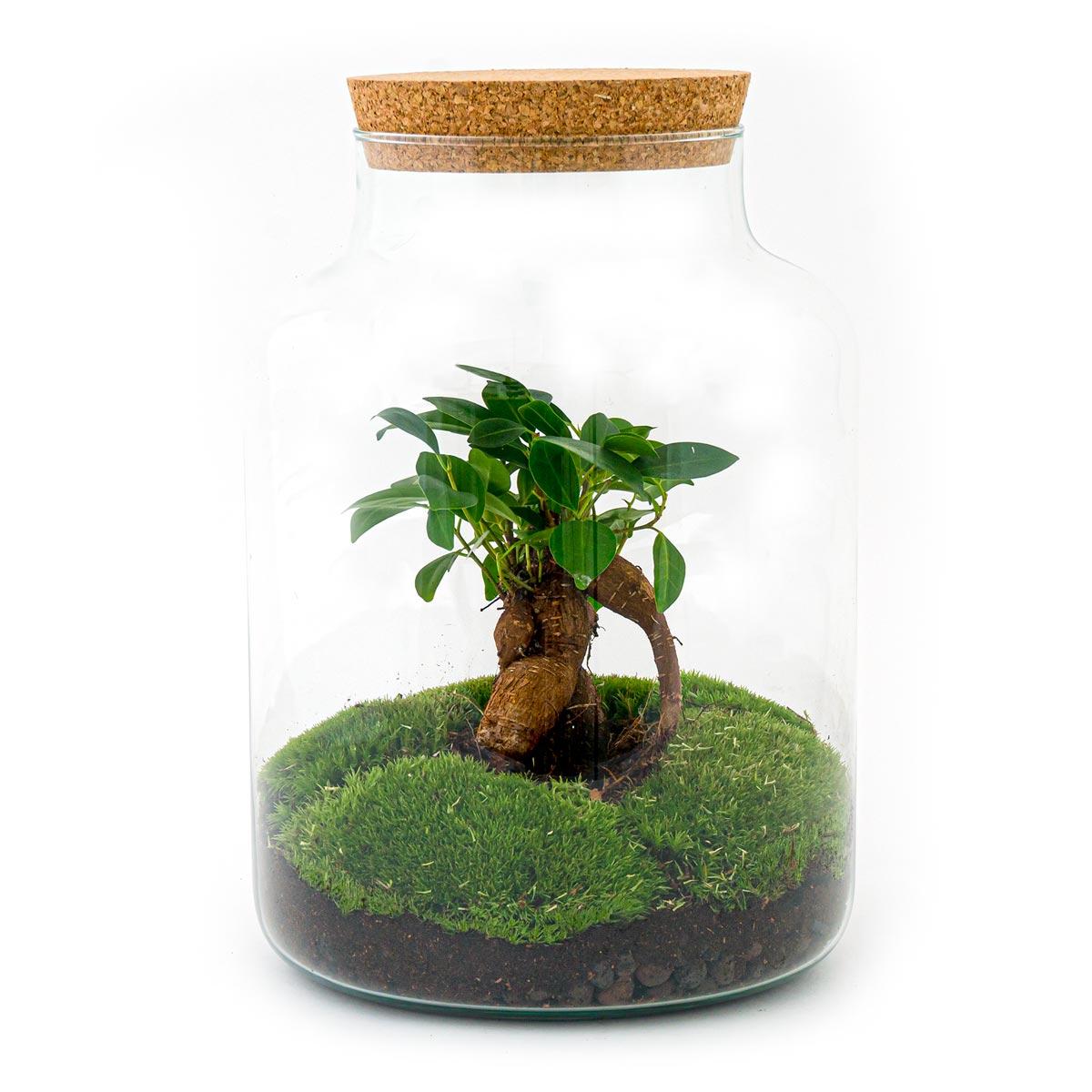 Flaschengarten – Milky mit Bonsai – 30 cm – Rechen + Schaufel + Pinzette + Schere