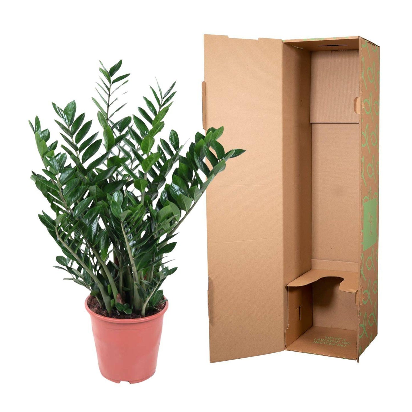 Zamioculcas Zamiifolia – 100 cm – Ø27 - Botanic-Vibes