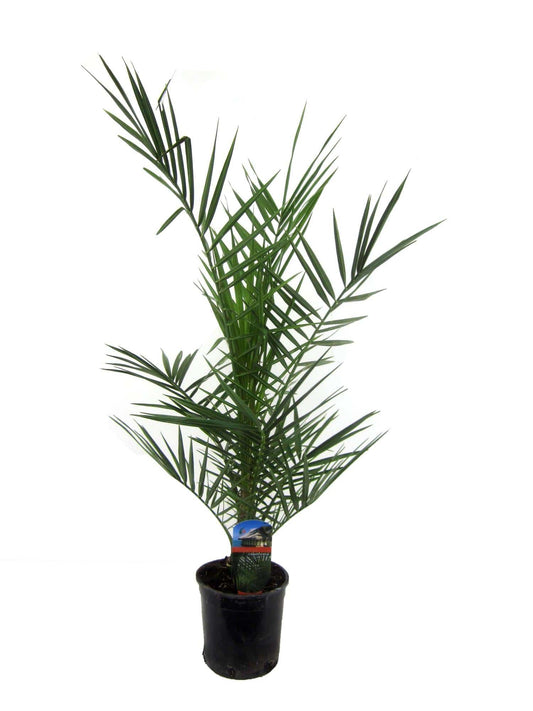 Phoenix canariensis – 80 cm – Ø14 - Botanic-Vibes