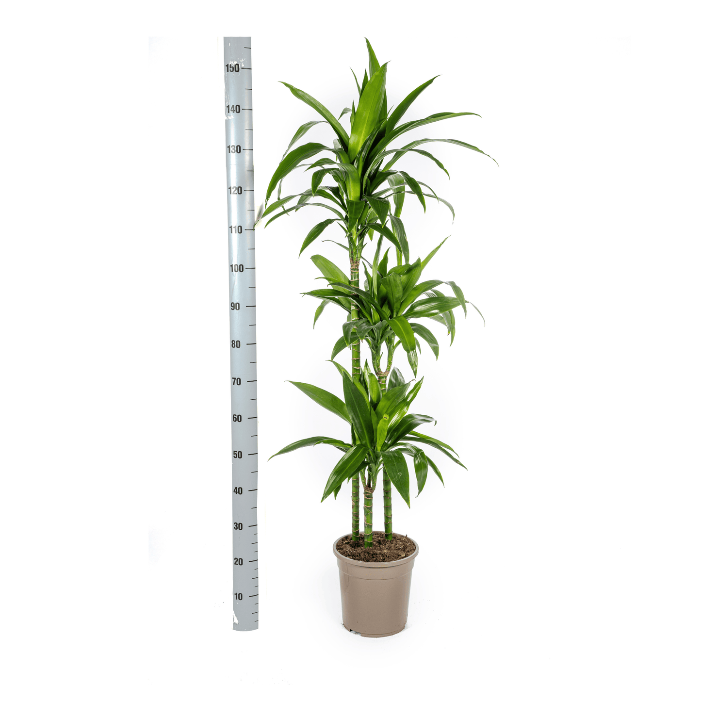 Dracaena Deremensis Lisa Ø24cm - ↕130 - 150cm - Botanic-Vibes